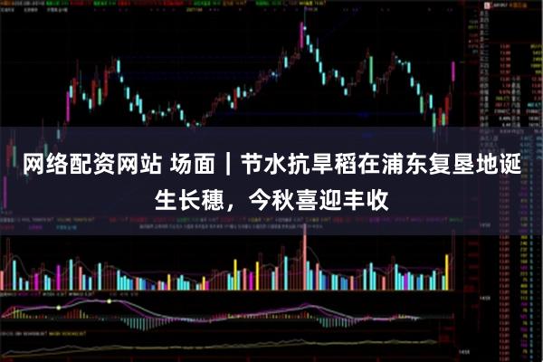 网络配资网站 场面｜节水抗旱稻在浦东复垦地诞生长穗，今秋喜迎丰收