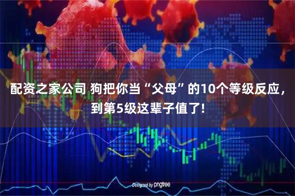 配资之家公司 狗把你当“父母”的10个等级反应，到第5级这辈子值了!