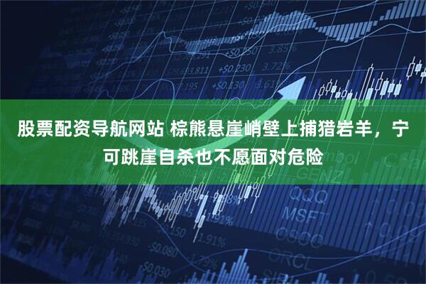 股票配资导航网站 棕熊悬崖峭壁上捕猎岩羊，宁可跳崖自杀也不愿面对危险