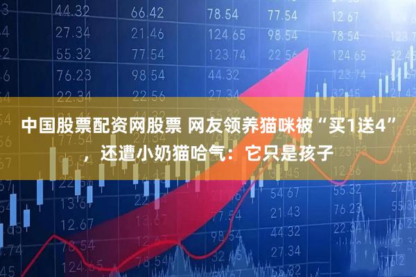 中国股票配资网股票 网友领养猫咪被“买1送4”，还遭小奶猫哈气：它只是孩子
